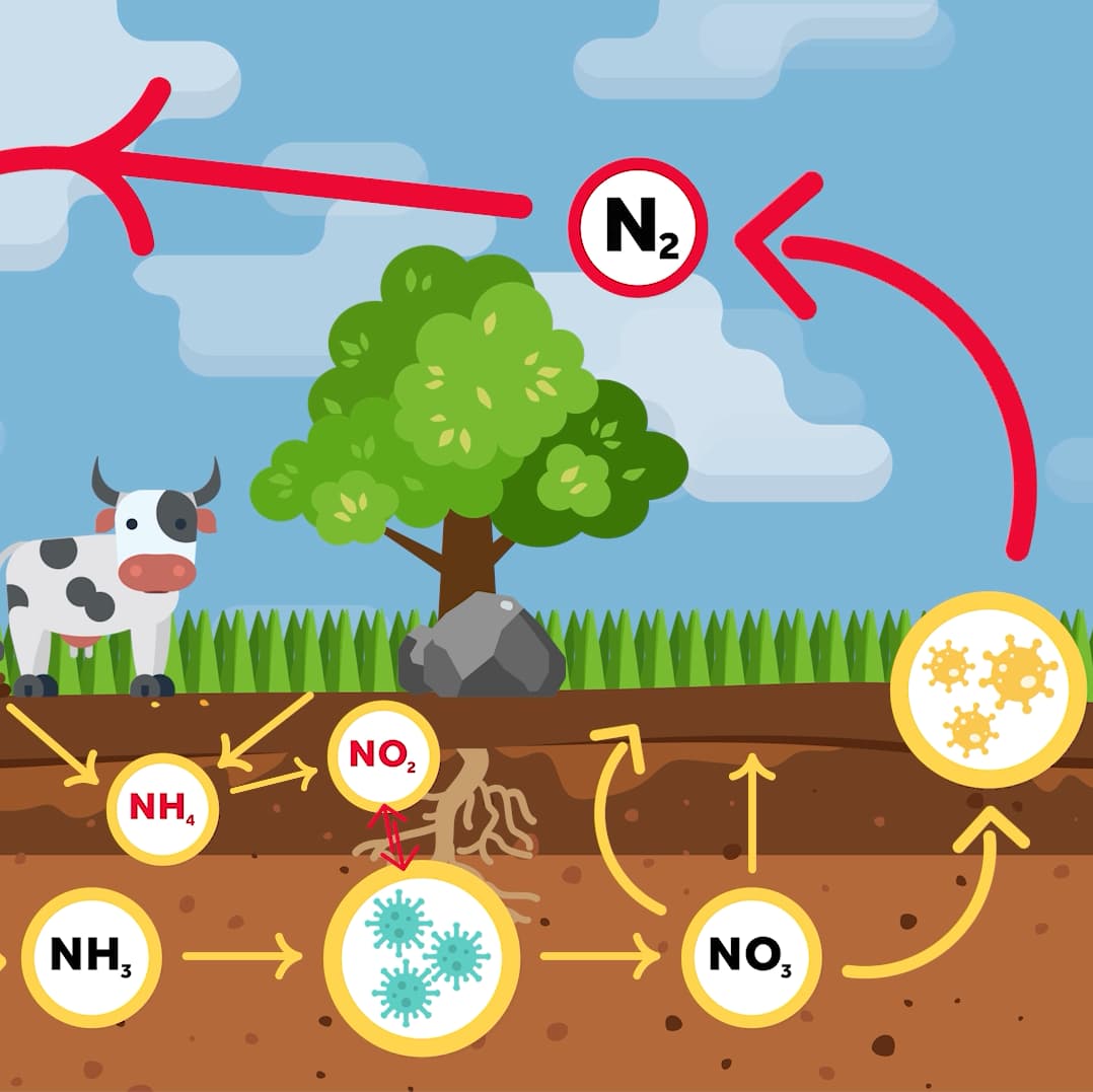 Knowledge Spree Farming